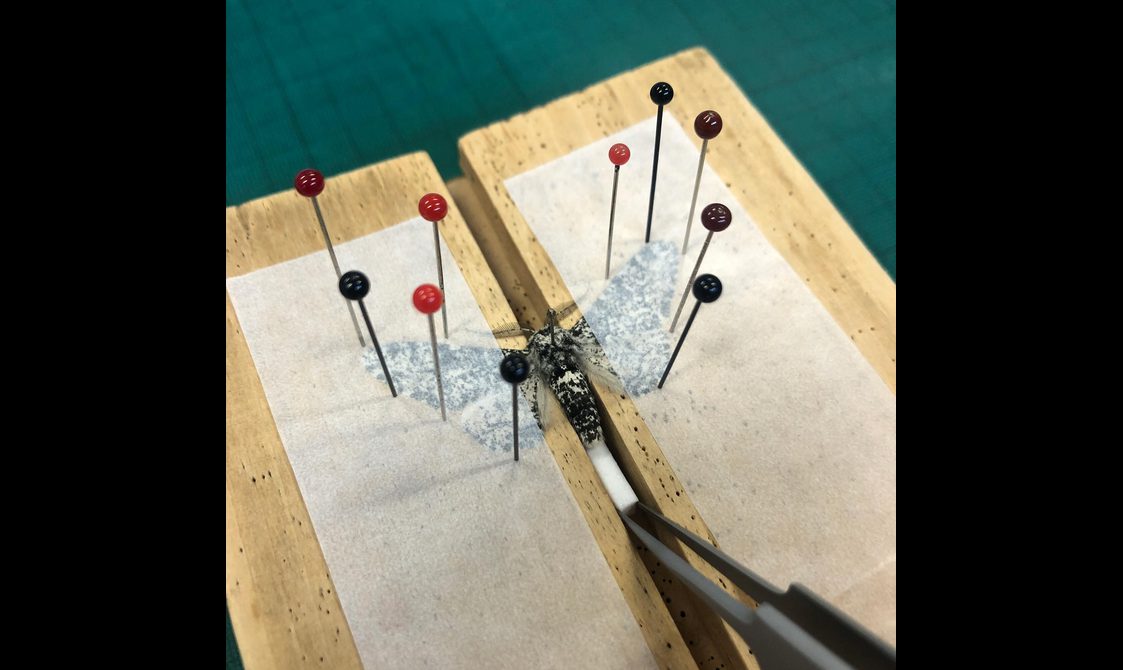 A black and white moth secured to two wooden planks by ten small pins